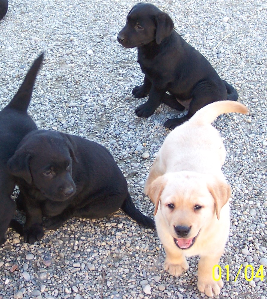 unsere Labrador-Welpen bei ihrem tglichen Ausflug