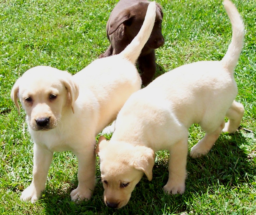 unsere Labrador-Welpen bei ihrem tglichen Ausflug