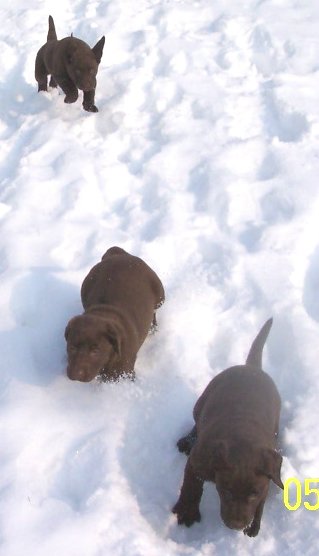 Fr einen kleinen Labrador kann viel Schnee schon etwas beschwerlich sein - hoffentlich bleibt hier keiner stecken!