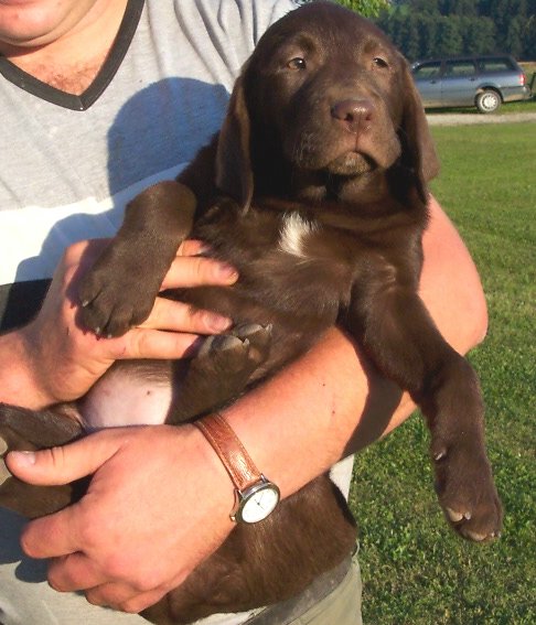 brauner Labrador-Welpe