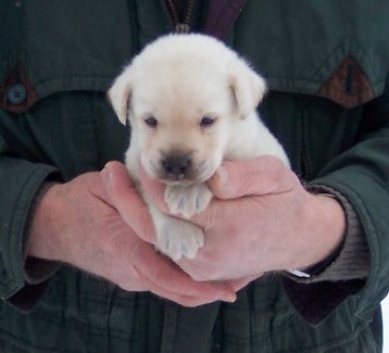 blonder Labrador-Rde