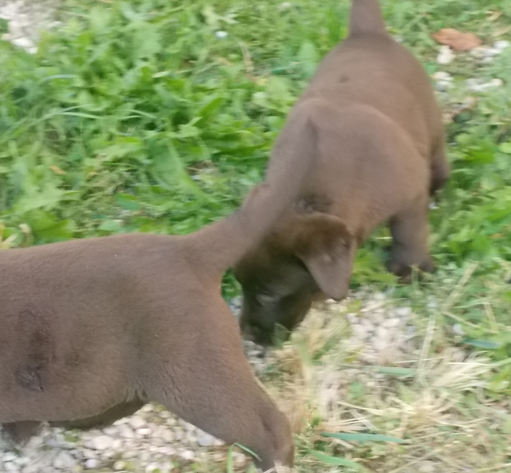 braune Labradorwelpen