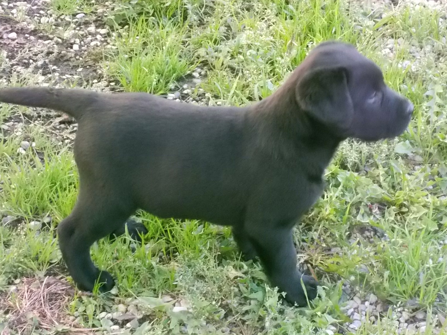 Labrador Welpe