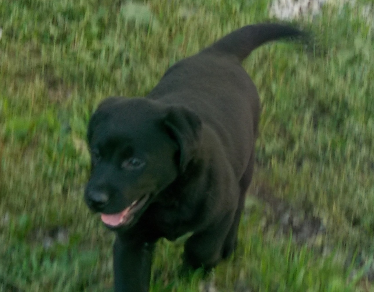 schwarzer Labradorwelpe
