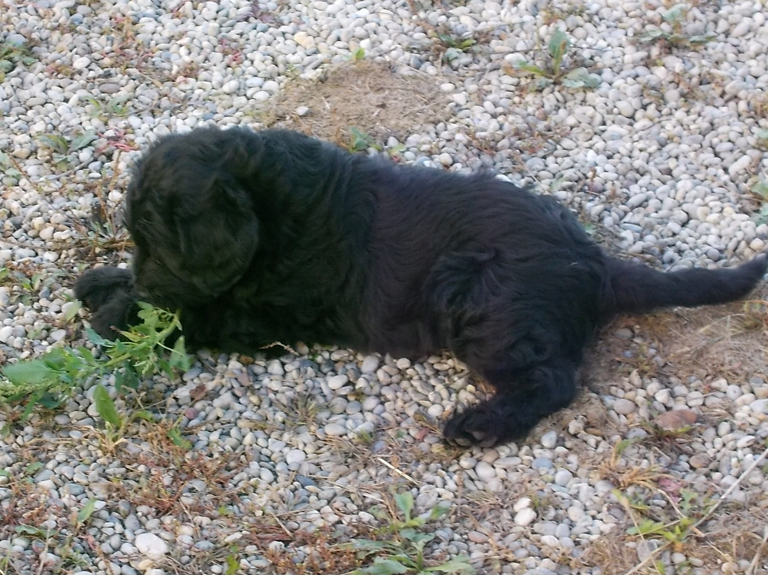 Labradoodle F1