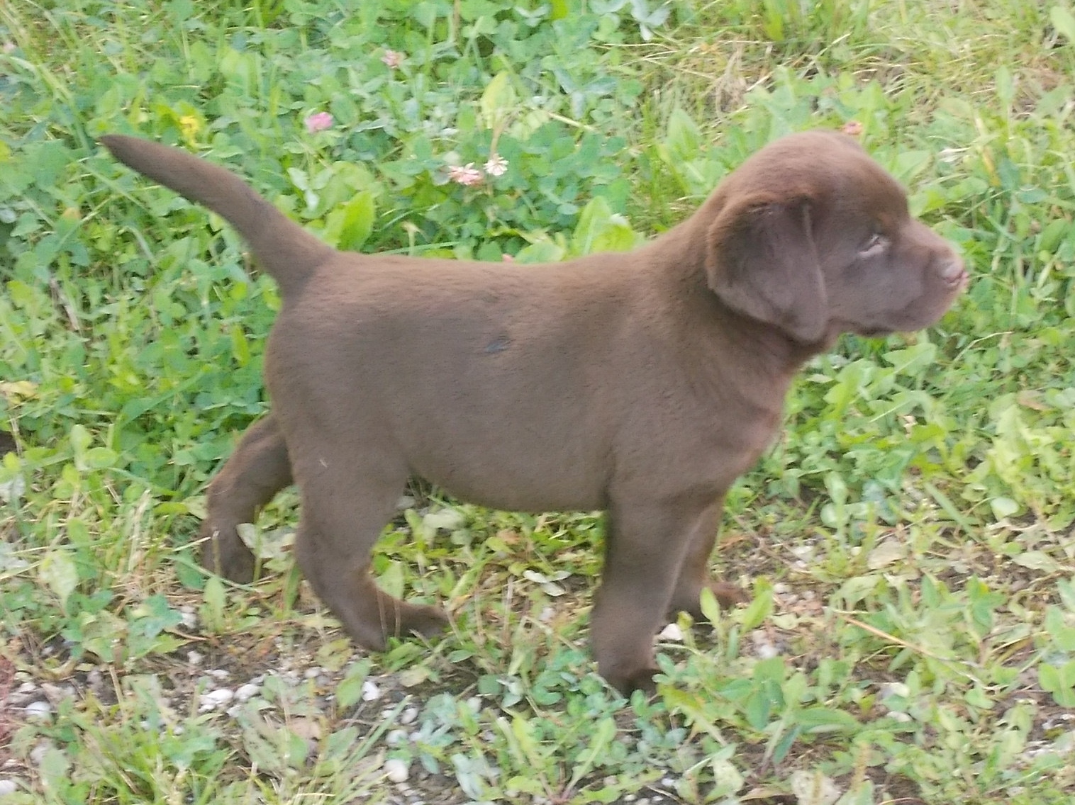 Labrador Welpe