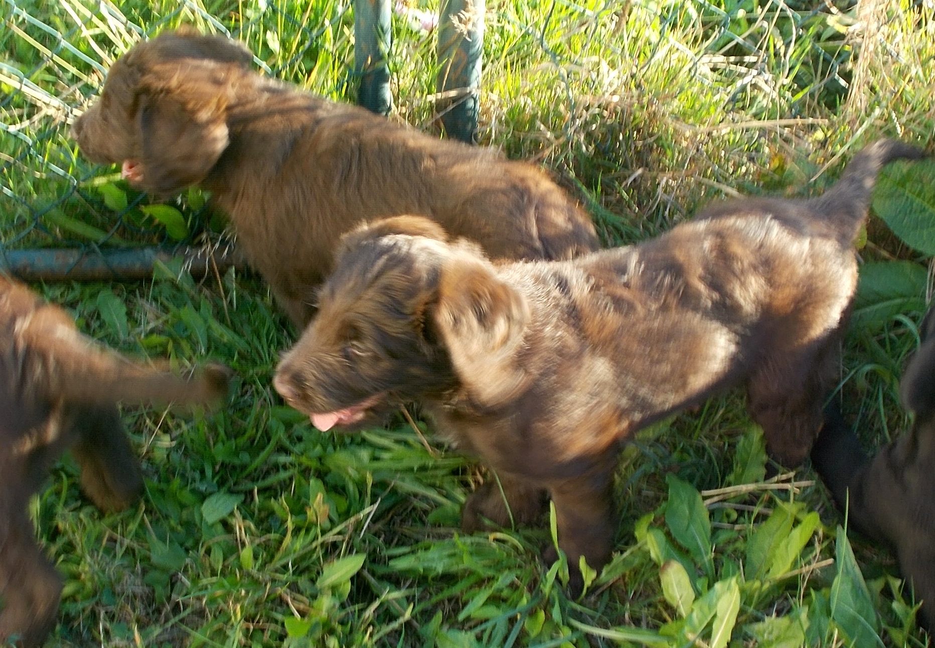 braune Labradoodles