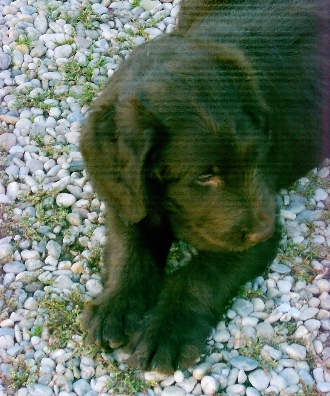 Labradoodle F1