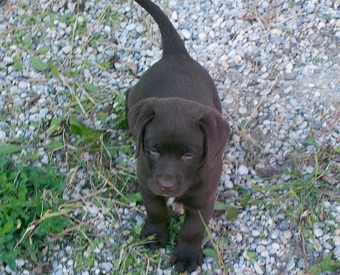 schokobrauner Labradorwelpe