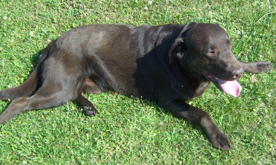 Labrador-Deckrde "Sultan", HD-ED-PL-PRAfrei