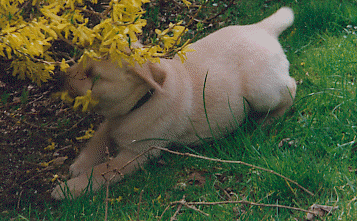 blonder Labbi-Rde