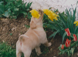 auch kleine Welpen mgen gerne Blumen
