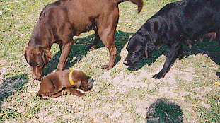 unsere Labradors bei einem ihrer Ausflge