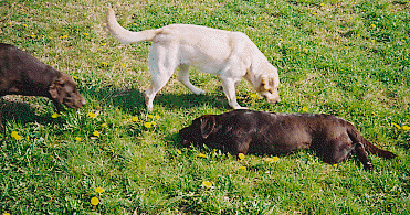 Unsere Labbies