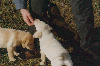 Labrador-Welpen mssen ein bichen frech sein!