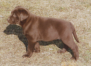 kleiner brauner Labrador-Rde Benno